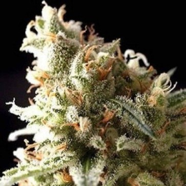 Семена конопли Auto Super OG Kush Feminised